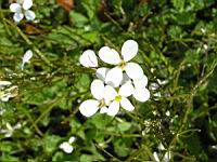Arabis alpina subsp Alpina (fam Brassicacees) (Montagne Europe, Arctique) (3) (Photo F. Mrugala)
